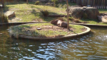 Snoozing Capybara