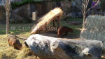 Grazing Capybaras