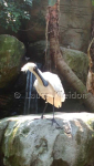 Spoonbill Bird #2